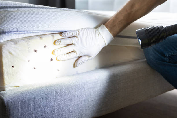 Best Affordable Pest Control Services  in Mckinney, TX