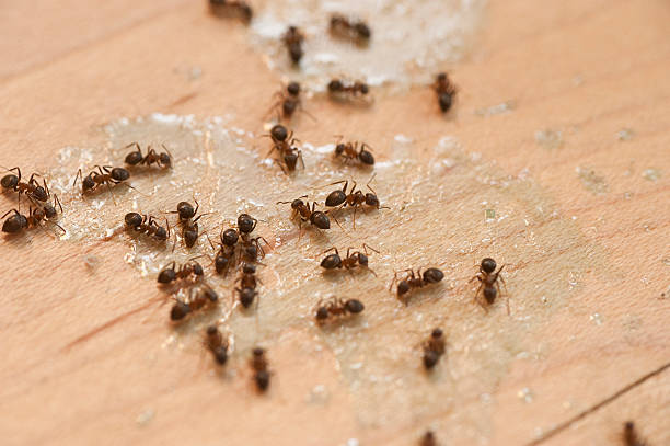 Best Ant Control Services  in Mckinney, TX
