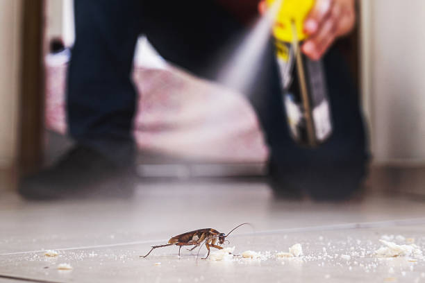 Best Local Pest Control Services  in Mckinney, TX