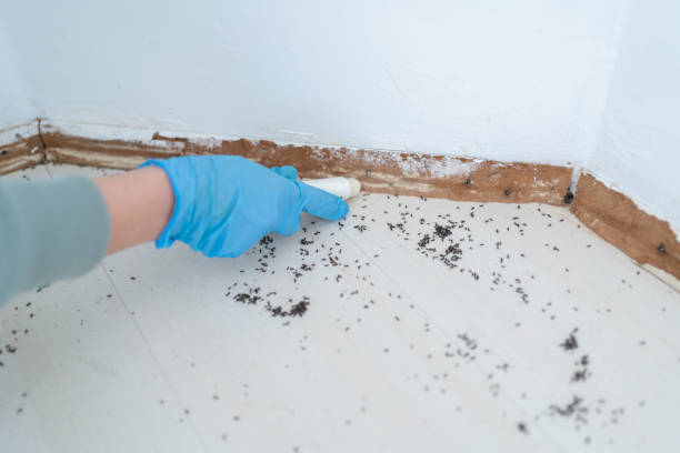Best Pest Prevention Services  in Mckinney, TX