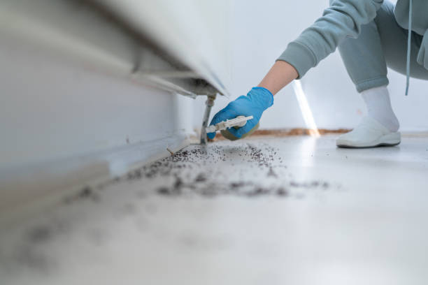 Best Flea Control Services  in Mckinney, TX